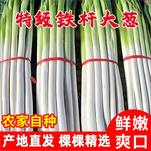 山东铁杆大葱正宗山东长白葱新鲜带老皮现挖现发香葱可蘸酱精品葱