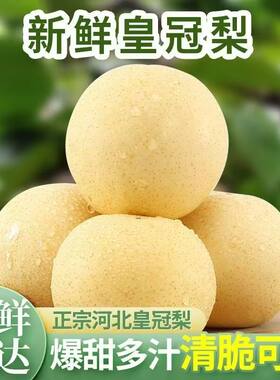 白皇冠梨梨子新鲜水果脆甜现摘脆薄皮肉细多汁应季脆梨包邮