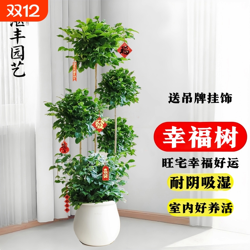 大型幸福树盆栽绿植室内多层造型