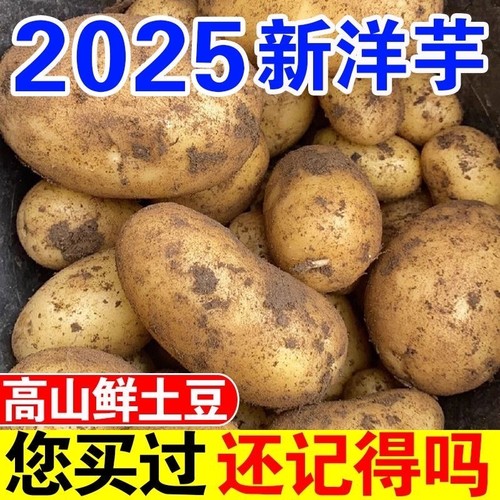 贵州农家新鲜现挖黄皮土豆黄皮黄心洋芋马铃薯辅食蔬菜--洋芋国