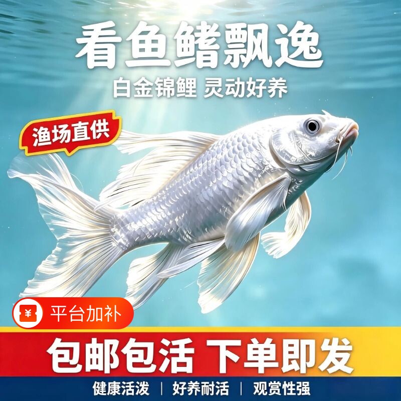 白金锦鲤鱼活鱼金鱼观赏鱼锦鲤黄金纯种龙凤冷水淡水好养耐活鱼苗