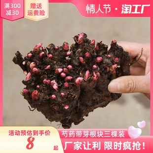 芍药花苗根块四季 开花易活花卉带芽重瓣芍药花根阳台盆栽庭院植物