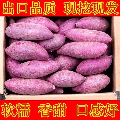 新鲜现挖沙地紫薯软糯香甜批发价