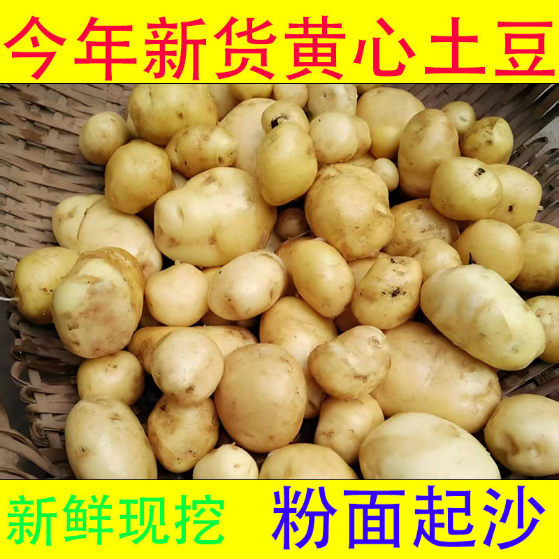 贵州农家新鲜土豆马铃薯洋芋自种山洋芋地蛋洋芋头 包邮