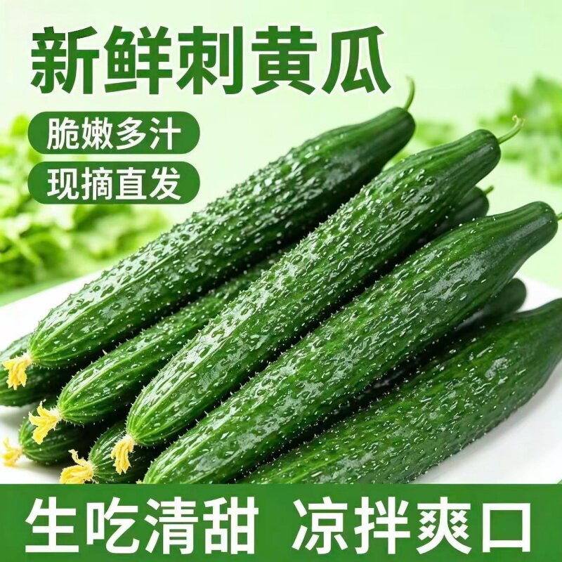云南新鲜带刺脆黄瓜5斤农家自种当季新鲜现摘整箱新鲜蔬菜