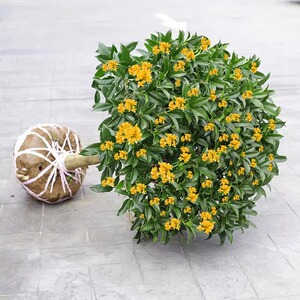 桂花树苗盆栽室内花卉植物金桂丹桂庭院大树浓香型绿植四季桂好养