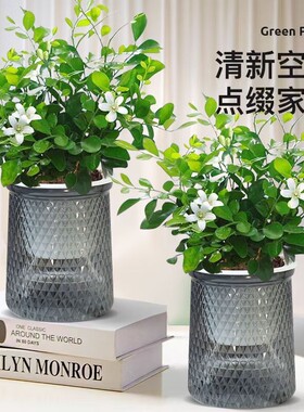 驱蚊九里香盆栽花卉室内外驱蚊草植物树苗吉利红老桩盆景绿植卧室