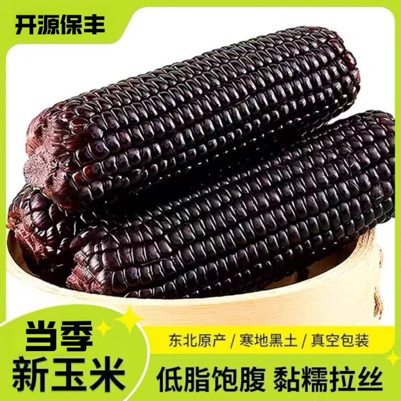 黑糯玉米非转基因软糯东北新鲜早餐美味香甜独立真空装大棒10支