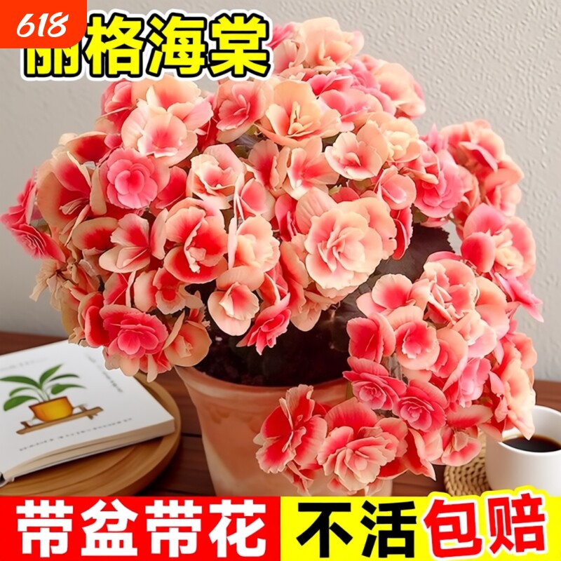 重瓣丽格海棠花盆栽带花客厅天竺葵室内长寿花卉植物阳台四季开花