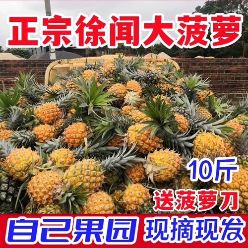 金钻金龟波罗胜小菠萝海南香水果凤梨手撕新鲜水果当季