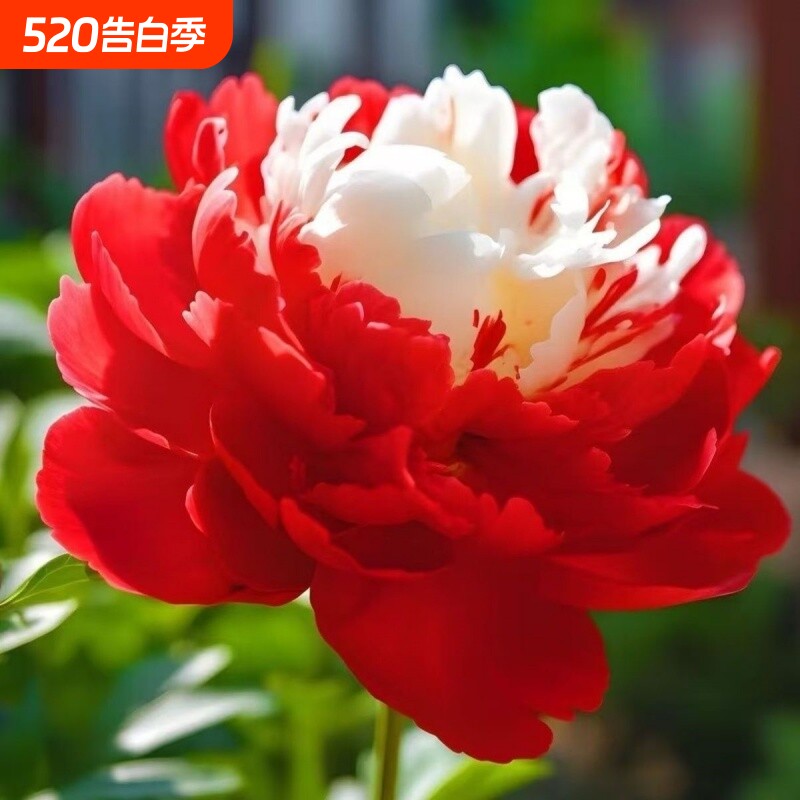 爆款观赏芍药老桩菏泽花苗重瓣情人节花卉耐寒正品直小苗大花开花