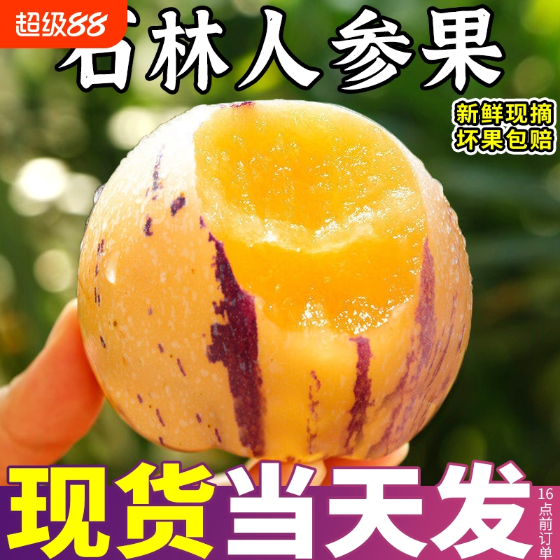 云南石林人参果5斤当季新鲜现摘水果树上熟七彩黄肉圆果娃娃果甜