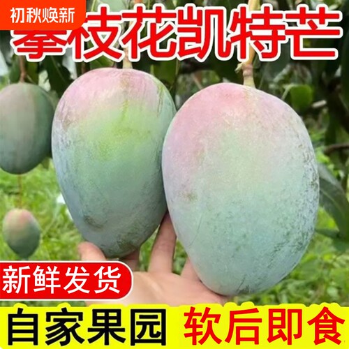 特大凯特芒新鲜甜|超2000次加购