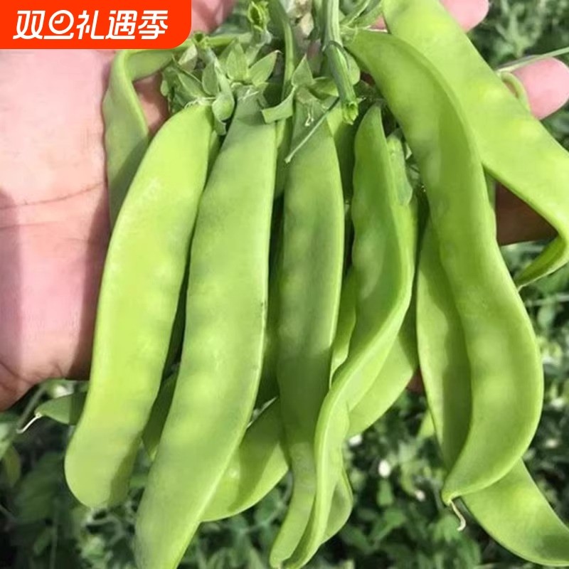 荷兰豆菜籽豌豆苗种籽豌豆尖芽苗菜种子四季蔬菜孑无须种植豆种