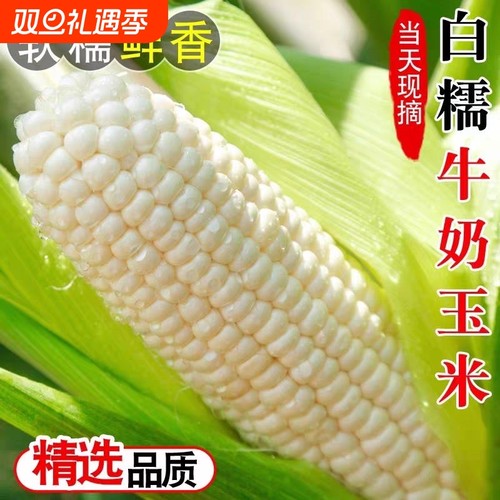 【热卖】新鲜白糯牛奶玉米9斤现摘苞谷爆浆嫩当季糯玉米棒棒苞米