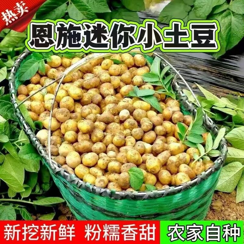 精品恩施小土豆新鲜黄皮黄心洋芋农家自种马铃薯蔬菜批发新土豆