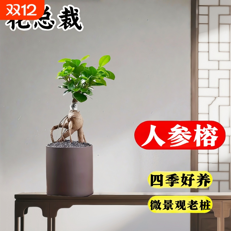 人参榕盆栽绿植提根老桩摇钱树