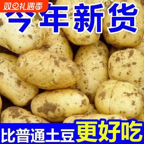 黄心土豆新鲜新土豆黄皮土豆批发价洋芋马铃薯黄肉土豆现挖现发