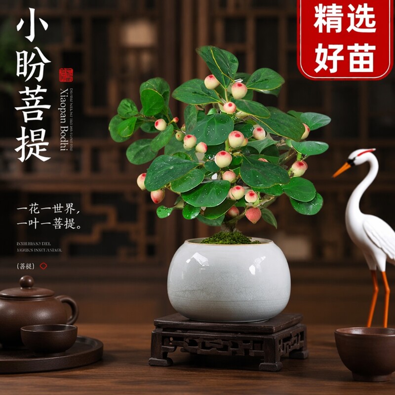 菩提树盆景小盆栽|超1000次加购图片