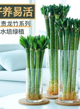富贵竹带根龙竹转运竹发财竹