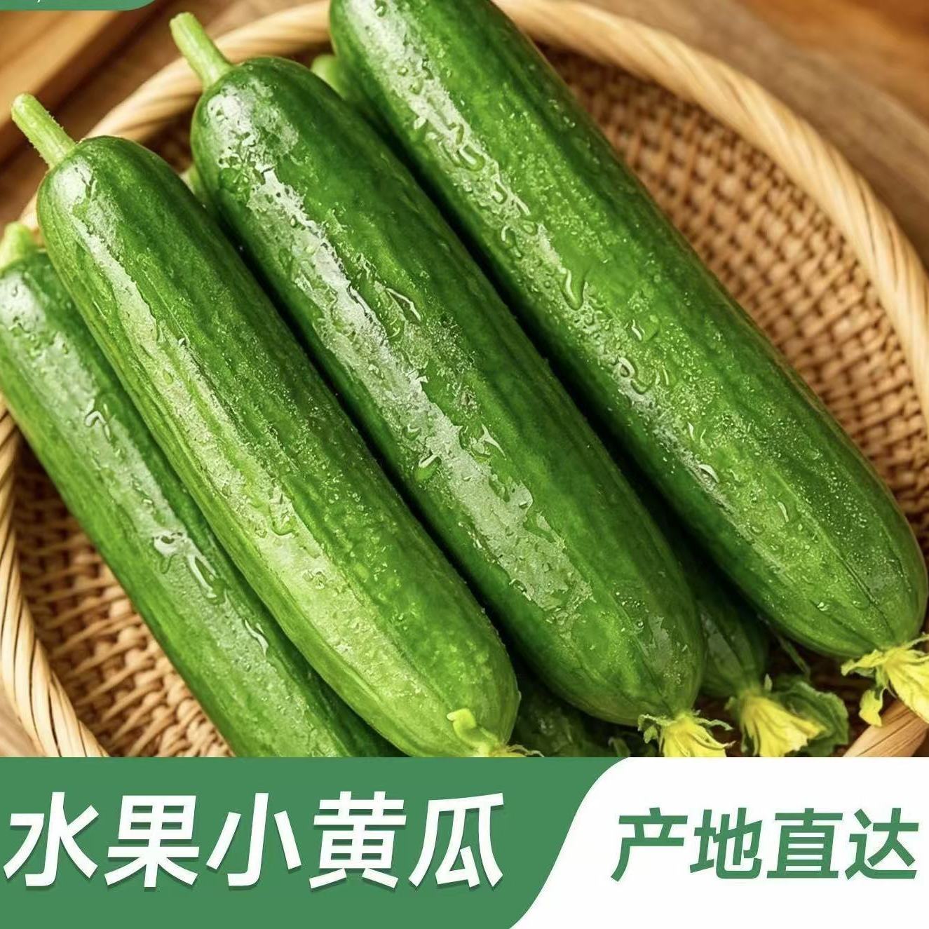 2026头茬脆嫩鲜水果黄瓜小青瓜当季时令蔬菜水果生吃黄瓜轻食简餐