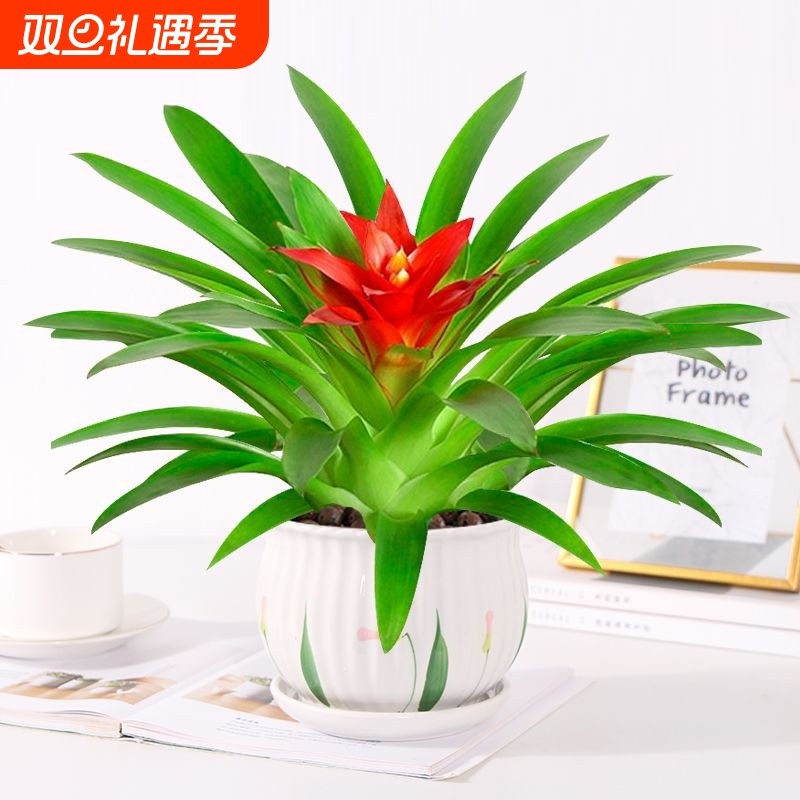 小红星鸿运当头桌面盆栽带花苞净化空气新鲜直发四季开花摆放阳台