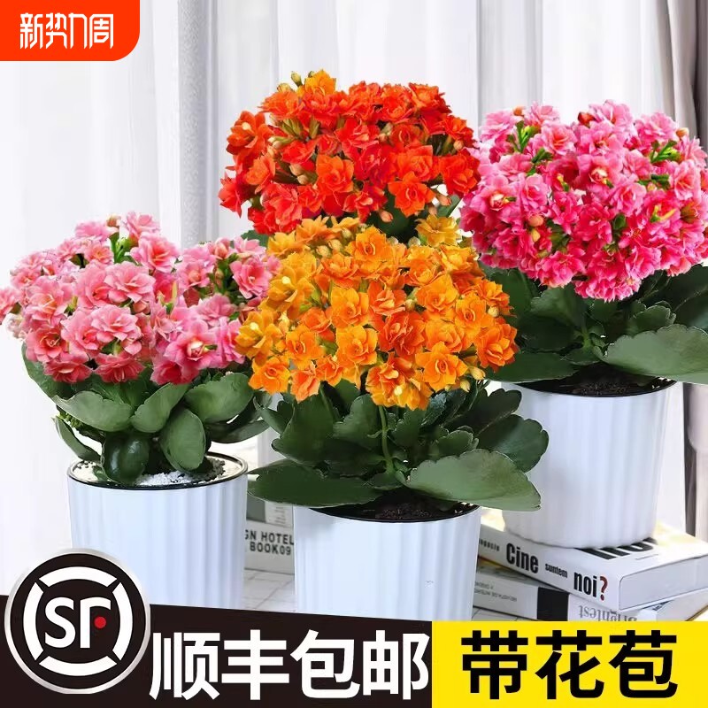 长寿花盆栽重瓣大花带花苞重瓣花开花桌面阳台植物花卉客厅办公桌