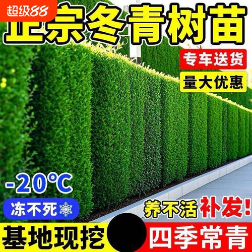 北海道黄杨大叶冬青树苗篱笆墙庭院围墙四季常青植物耐寒绿篱围栏