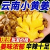 正宗云南大理高山小黄姜2250g