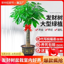 发财树盆栽室内好养大型招财树绿植物客厅办公室开业花卉盆景甲醛