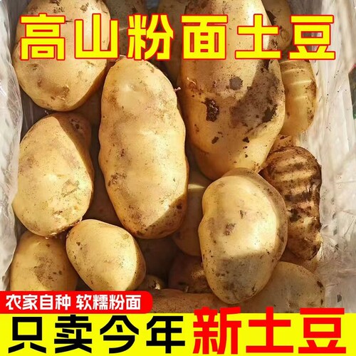 高山露天新鲜黄心土豆