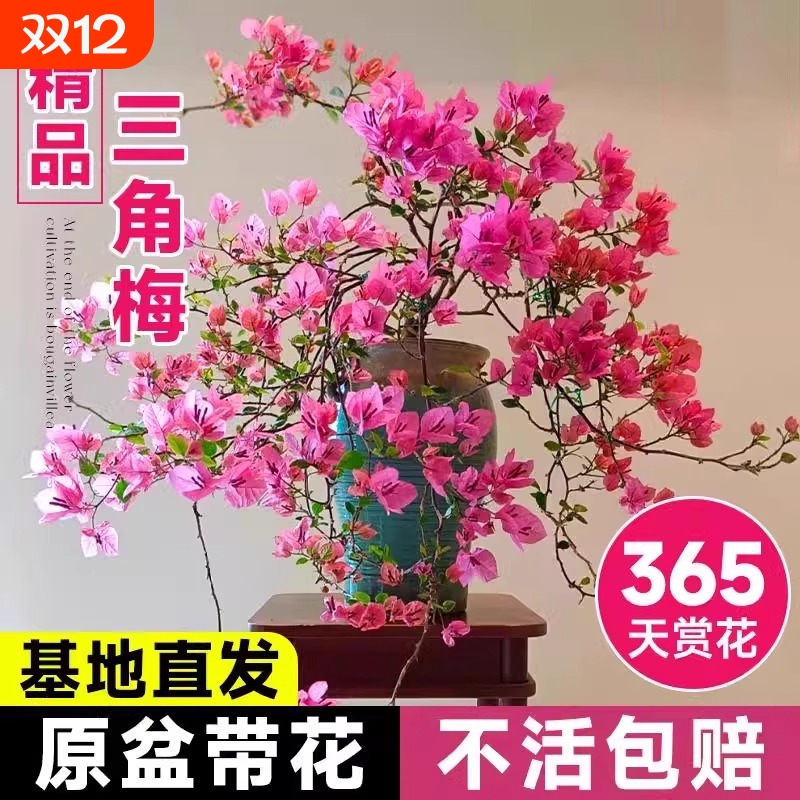 三角梅花树苗四季开花绿樱老桩盆栽特大苗庭院耐热云南紫勤花植物