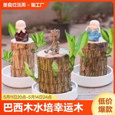 水培植物四季容易种植