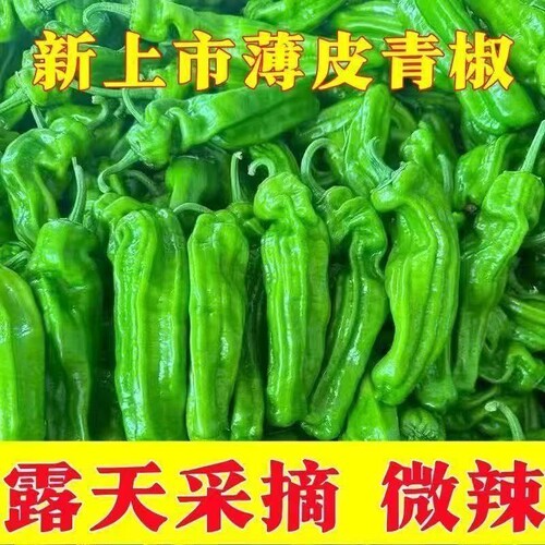 新鲜芜湖辣椒农家自种青椒薄皮椒鲜香微辣芜湖椒虎皮椒现摘蔬菜