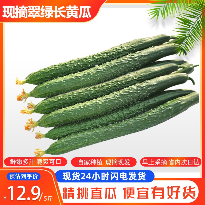 山东当季现摘黄瓜新鲜农家自种蔬菜小青瓜带刺长黄瓜5斤整箱包邮