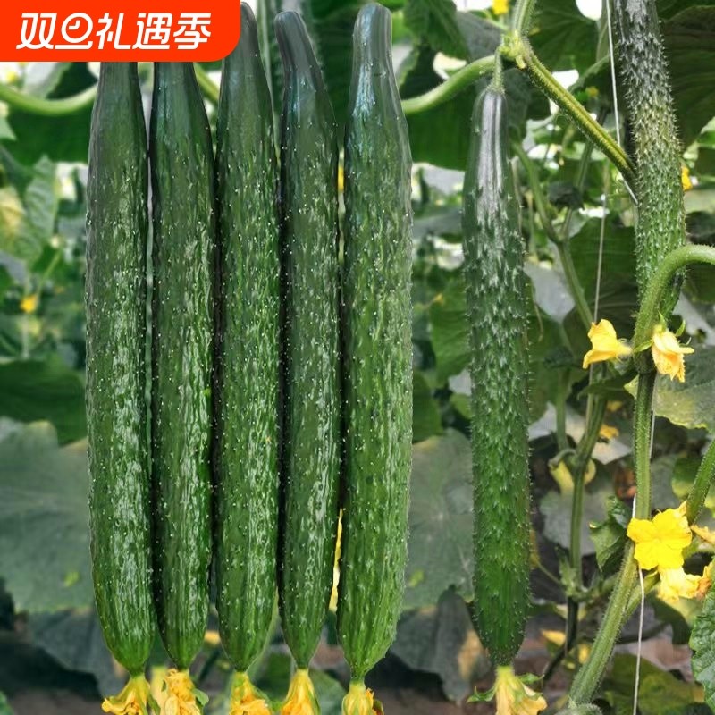 水果黄瓜种子老品种蔬菜好清高产秋季种业阳台白菜奶油四号种植