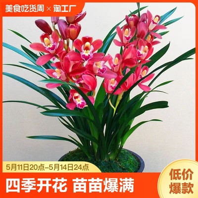 兰花苗盆栽花卉绿植物墨兰君子兰蝴蝶兰四季开花建兰阳台客厅园艺