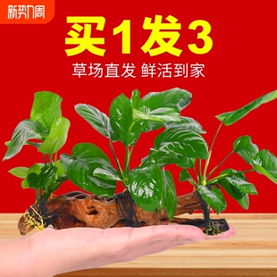 水榕沉木水草植物鱼缸造景装 饰摆件懒人淡水阴性增氧水培椰壳屋