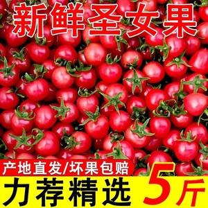 广西新鲜圣女果现摘小西红柿