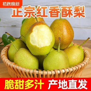 带箱5斤！正宗山西当季红香酥梨