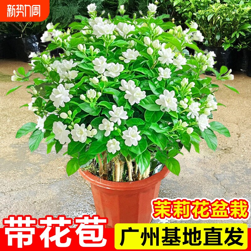 茉莉花盆栽带花苞重瓣虎头茉莉阳台耐热植物室内浓香花卉绿植盆景