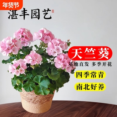 耐热重瓣天竺葵盆栽玫瑰小姐