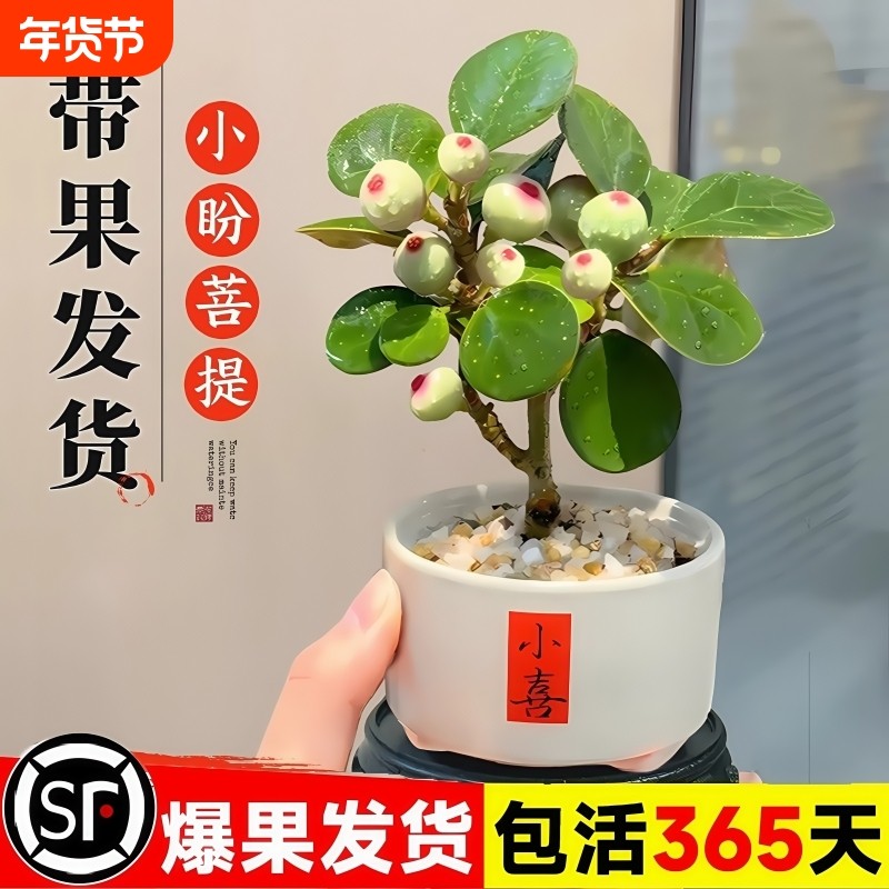 小盼菩提树盆栽室内绿植金叶盆景办公室花卉植物桌面摆件水培客厅