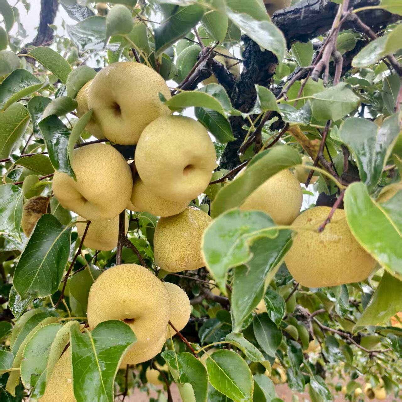安徽砀山梨酥梨新鲜梨新鲜水果梨子雪梨脆甜大果整箱皮薄脆甜