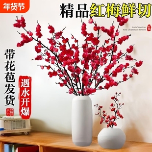 红梅水培植物干枝雪柳水养鲜花卉梅花鲜枝珍珠李室内客厅绿植盆栽