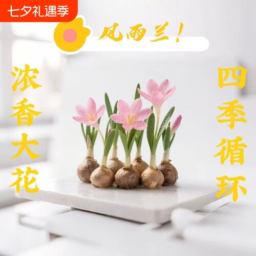 水培风雨兰种球四季浓香型重瓣韭兰葱兰室内阳台绿植开花庭院花期