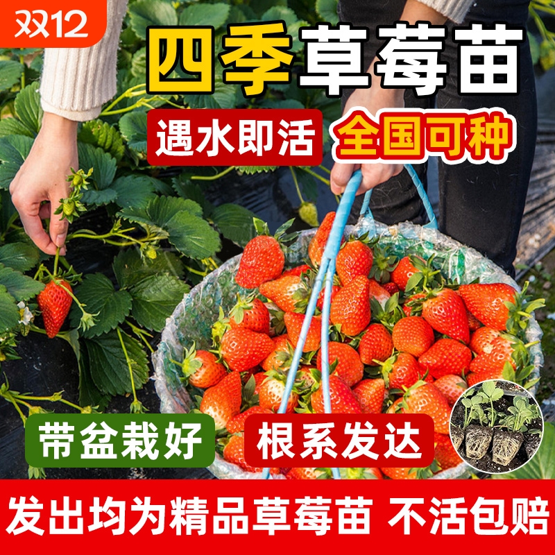 奶油草莓苗盆栽四季苗秧种籽子红颜阳台种植新苗水果番茄果种子
