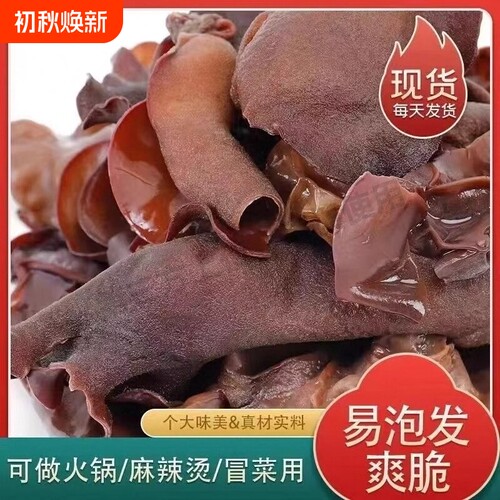 毛木耳干货餐饮火锅食脆木耳农家特产黑木耳凉拌长白山麻辣烫泡发