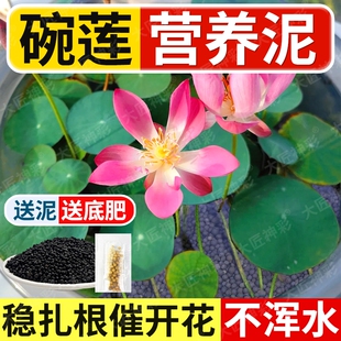 碗莲专用泥睡莲专用土荷花泥生态鱼缸水草泥水藻泥水培陶粒铜钱草