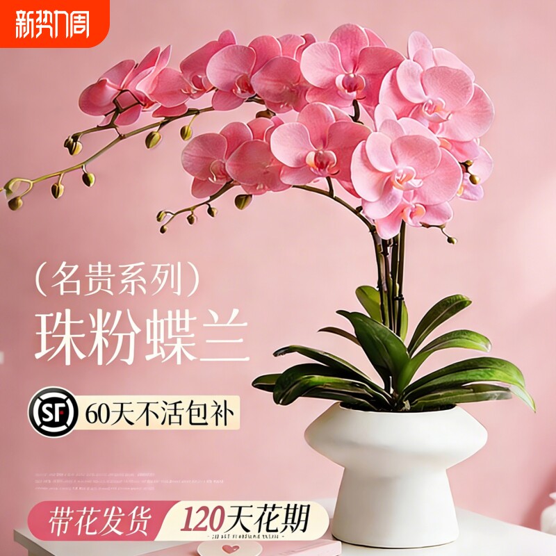 蝴蝶兰带花盆栽多花苞年宵花室内桌面阳台客厅全国四季可种好养活